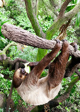 Two Toed Sloth