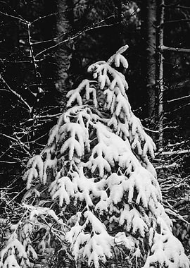 Winter Wonderland III