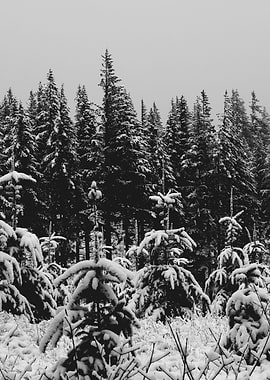 Winter Wonderland VII