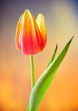 tulip in bloom on texture