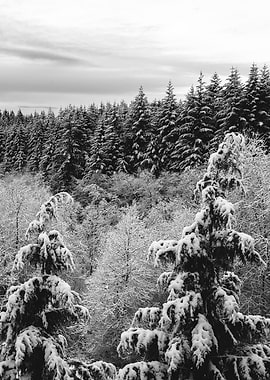 Winter Wonderland XX