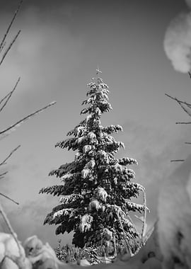 Winter Wonderland XII