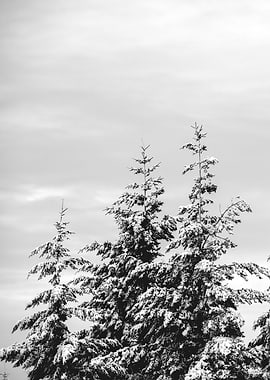 Winter Wonderland VIII