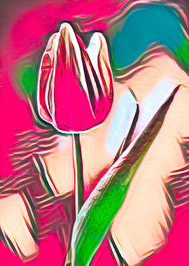 abstract tulip in bloom