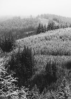 Winter Wonderland XVII