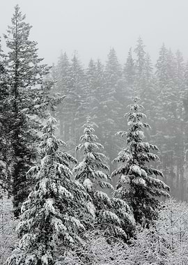 Winter Wonderland XXII