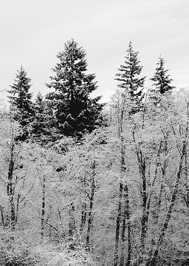 Winter Wonderland XXI