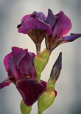 iris gladiolus in bloom