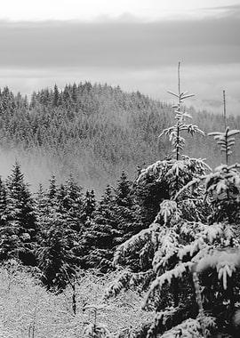 Winter Wonderland XVI