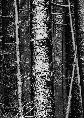 Winter Wonderland XI