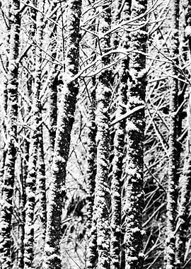 Winter Wonderland XIV