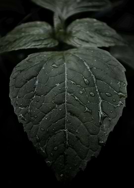 Raindrops On Leaf