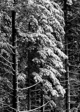 Winter Wonderland XV