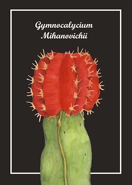 Gymnocalycium Mihanovichii