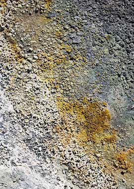 Sulfur Lichen