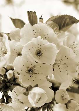 Monochrome cherry blossoms