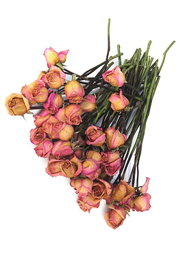 Dried Pink Roses II
