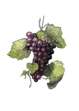 Grapes