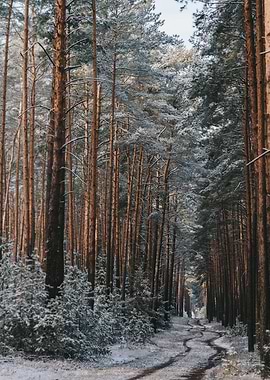 Winter forest