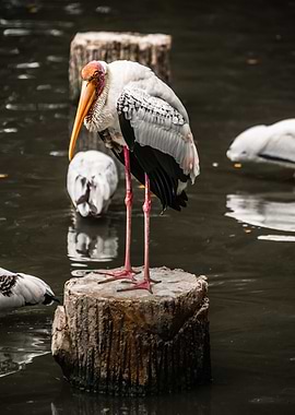 Painted Stork