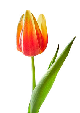 tulip in bloom on white