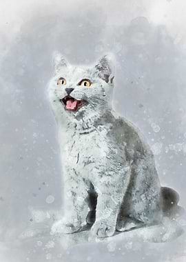 British shorthair