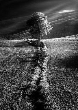 Monochrome tree