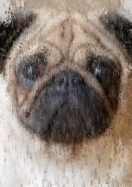 Pug
