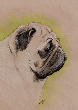 PUG Portrait