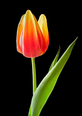tulip in bloom on black