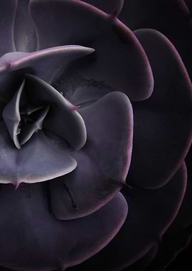 DARKSIDE OF SUCCULENTS-8