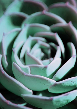 DARKSIDE OF SUCCULENTS-3A