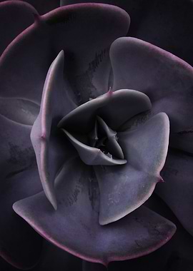 DARKSIDE OF SUCCULENTS-8E