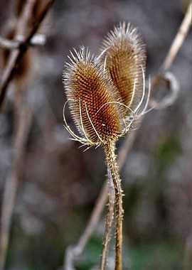 Teasel Glowing