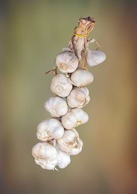 gsrlic hung in the hut