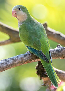 green parrot