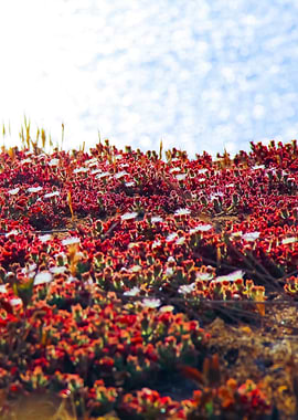 blooming red flowers