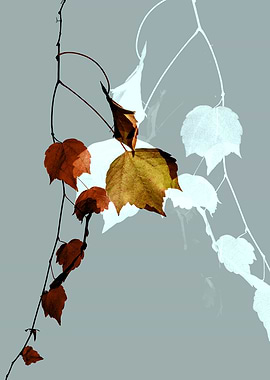 branch of autumnal tree