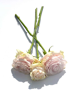 Three Roses And Shadow