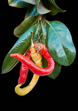 chili pepper on black