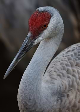 The Sandhill Crane