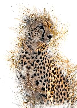 Cheetah