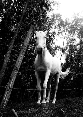 White Horse