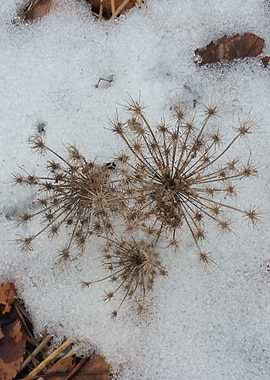 Walk in Bridge Park 8