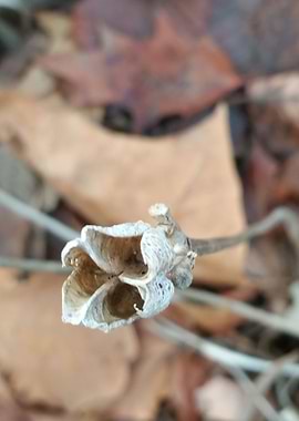 Walk in Bridge Park 10