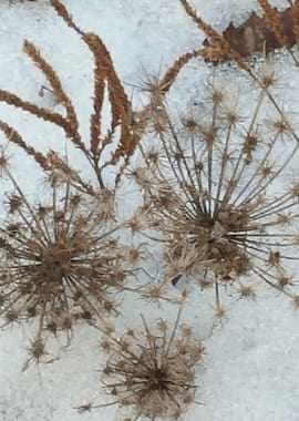 Walk in Bridge Park 9