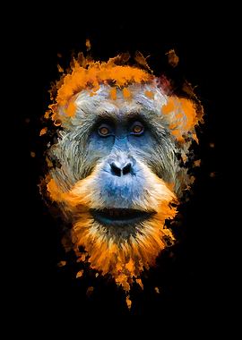 Orangutan monkey