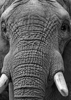 Elephant close up
