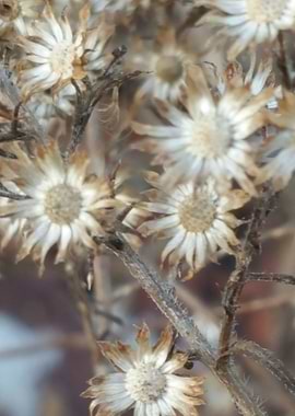 Walk in Bridge Park 3