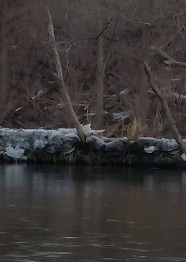 Walk in Bridge Park 7